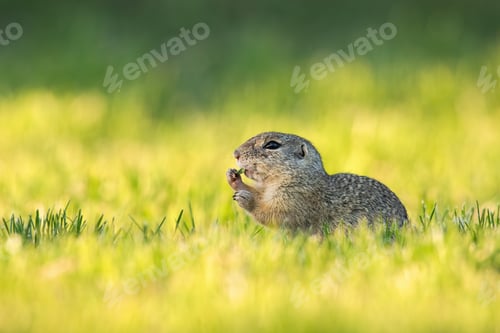 Preview: European ground squirrel feeding with herb on green meadow at sunrise