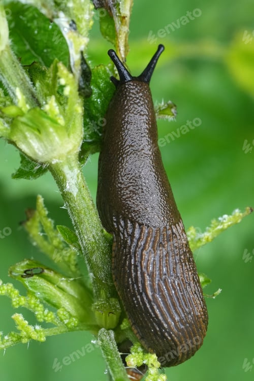 Preview: Vertical closeup on a Chocolate Arion rufus slug, a pest species in the garden