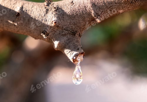 Preview: Mastic gum tear on the mastic tree branch closeup. Chios
