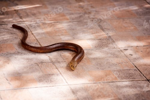 Preview: Blavor legless lizard crawling on sunlit tiled floor