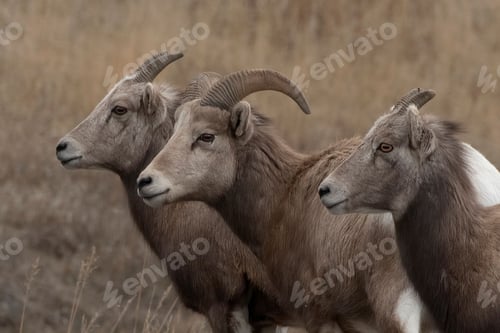 Preview: Closeup shot of a row of female long horn sheep on a field