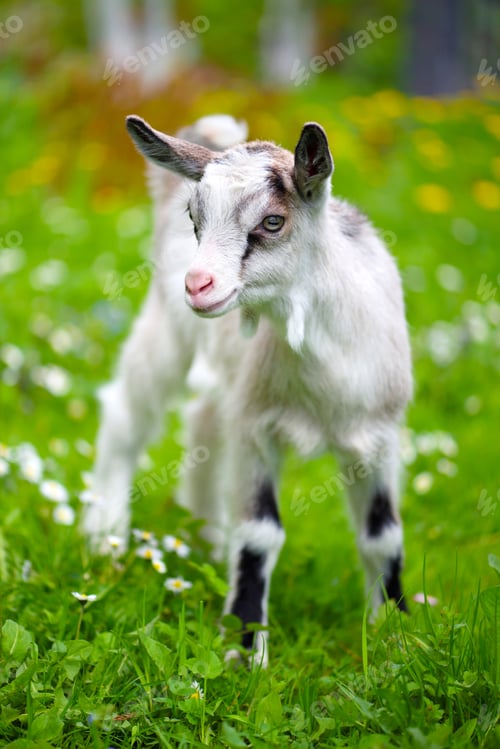 Preview: White baby goat standing on green lawn
