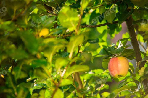 Preview: Apple on tree branch
