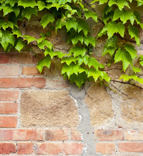 Preview: Old brick wall with green ivy