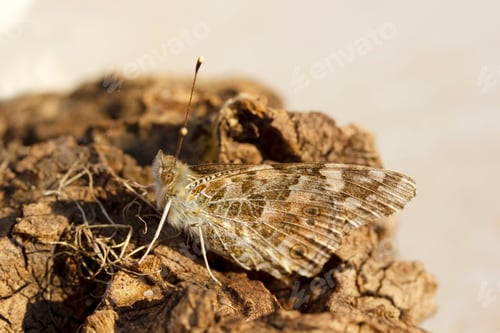 Preview: moth butterfly in spring - wing and eye