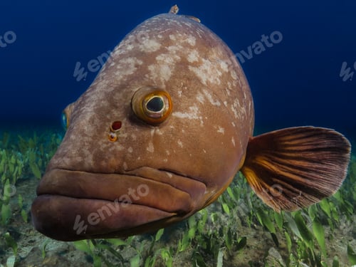 Preview: Dusky Mediterranean grouper