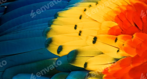 Preview: close up of Scarlet macaw bird's feather