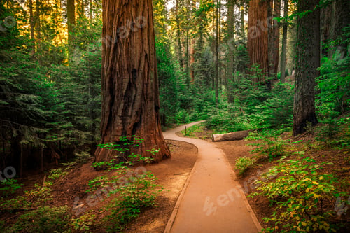 Preview: Sunset Forest Path, The Giant Forest, Sequoia National Park, California