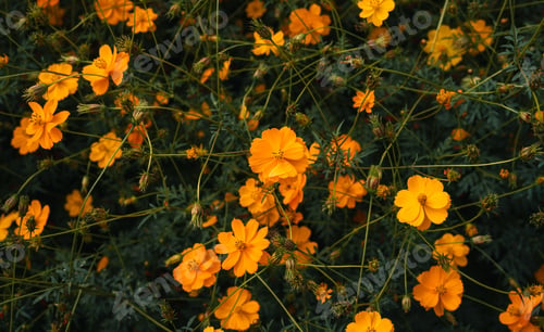 Preview: Yellow flowers, yellow flowers background in summer