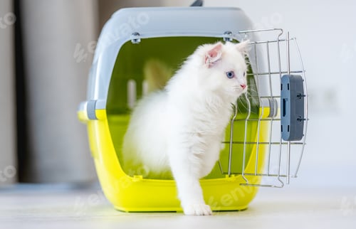 Preview: Ragdoll cat inside carrying