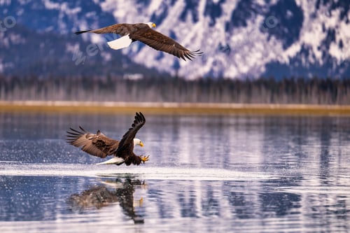 Preview: Majestic eagle launching from water: near Homer, Alaska