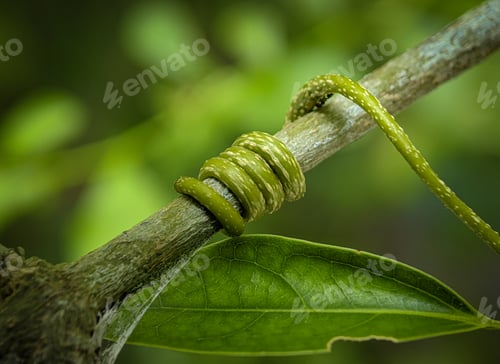 Preview: A plant twisting and winding it s branch to reach the sunlight