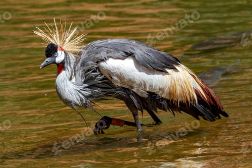Preview: Beautiful grey crowned Common crane (Grus Grus)