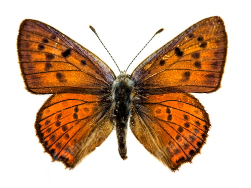 Preview: Purple-shot Copper butterfly