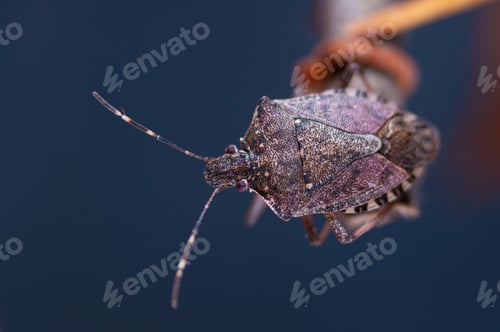 Preview: Brown marmorated stink bug, chinche parda marmorada