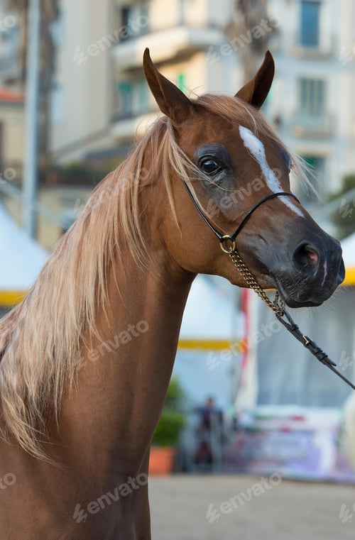 Preview: arabian, horse, mare, stallion, riding