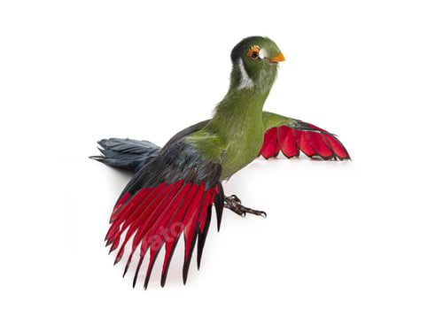 Preview: White-cheeked turaco bird with vibrant red wings flying
