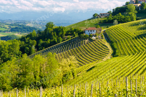 Preview: Vineyards of Langhe, Piedmont, Italy near Alba at May