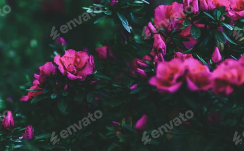 Preview: Dark floral background of blooming pink-red azaleas and dark green leaves