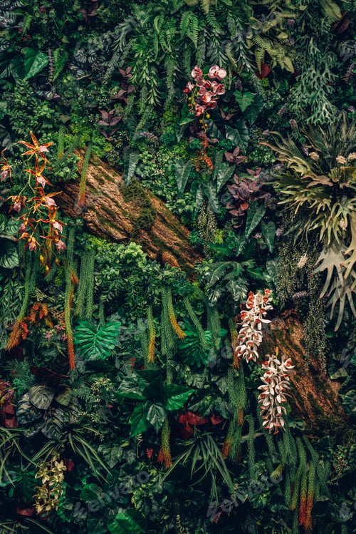 Preview: A lush green plant with a few red flowers. The plant is full of life and color.