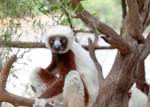 Preview: Lemur perched on a branch in a natural setting