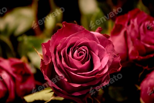Preview: The Pink Beauty Flower