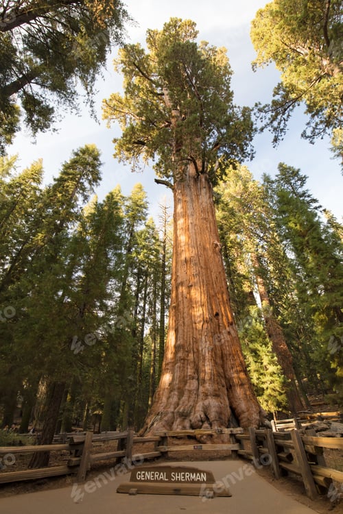 Preview: Sequoia National Park USA