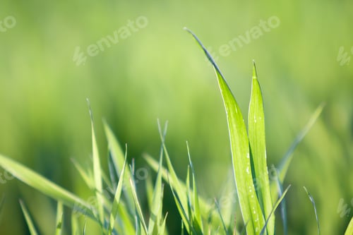 Preview: Close up macro abstract image of bright fresh clean light green grass