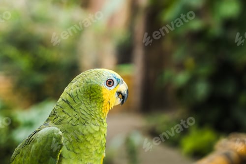 Preview: close-up shot of beautiful green afrotropical parrot