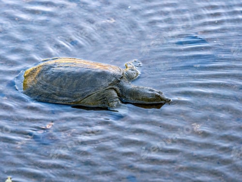 Preview: Amur softshell turtle (Pelodiscus maackii), or Northern Chinese softshell turtle, Yoyogi Park, Tokyo