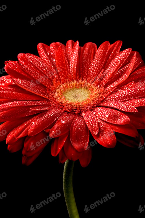Preview: red gerbera