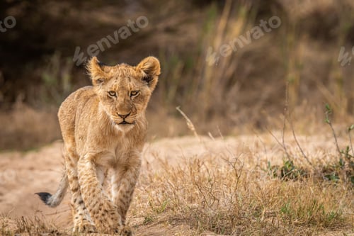 Preview: Young Lion cub walking towards the camera.