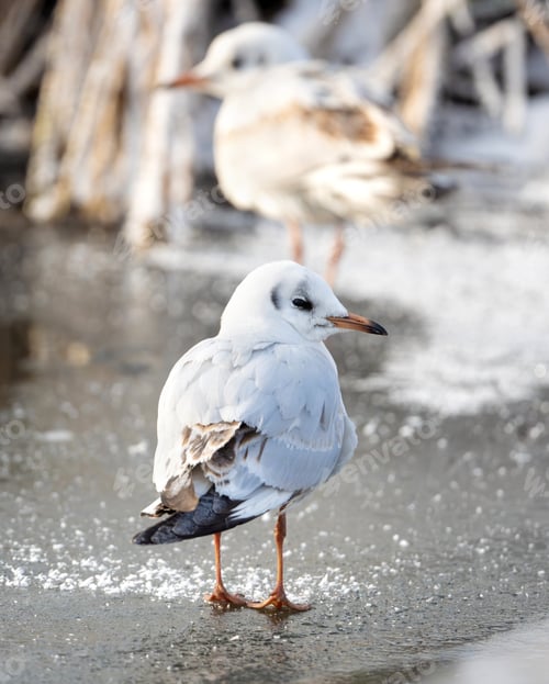 Preview: Two Lake Gulls Standing On Snow