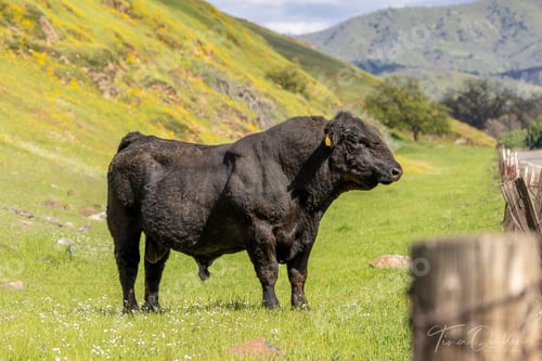 Preview: Big black bull standing in a green field against a hill of yellow wildflowers