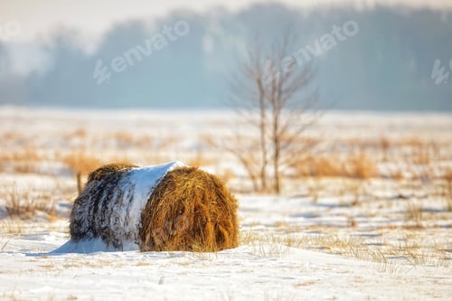 Preview: Bale of hay in a field