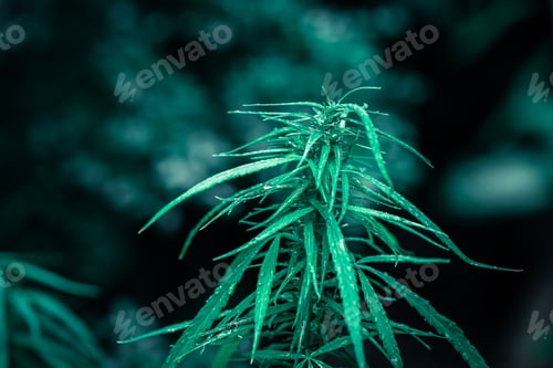 Preview: cannabis on a Black background