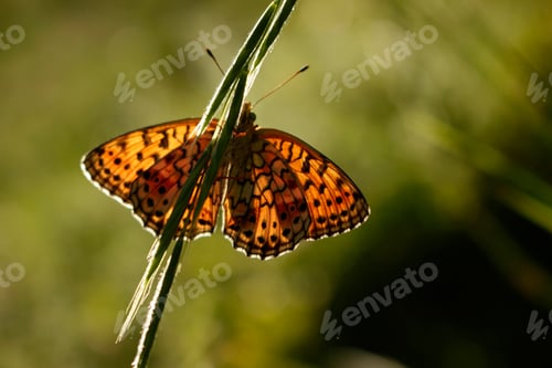 Preview: Pearl-bordered fritillary (Boloria selene). Butterfly on the plant.