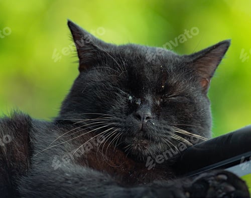 Preview: Image of a cute black cat is sleeping in Johor, Malaysia.