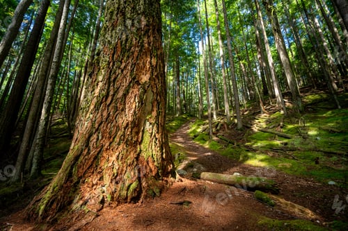 Preview: Scenic Health Trail at Roberts Creek, Sunshine Coast, BC Canada