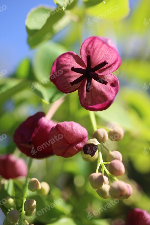 Preview: Selective focus shot of a beautiful akebia flower with a blurred background