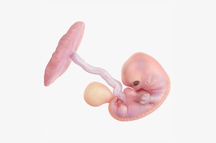 Preview: Week 7 Human Embryo Development