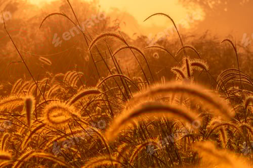 Preview: Grass flower in the morning at sunrise with golden sunshine. Flower field in rural. Orange meadow