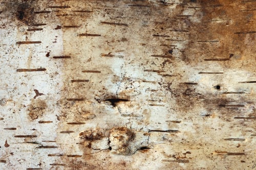 Preview: Texture Of The Birch Bark