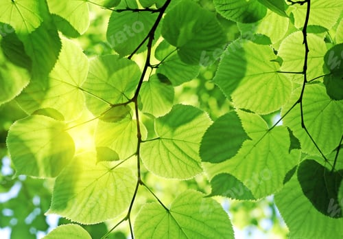 Preview: fresh green foliage