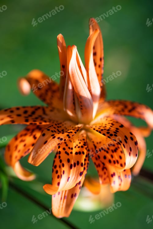 Preview: Beautiful orange Lily flower on green background. Blooming orange tropical flower tiger lily