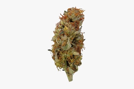 Preview: Mature Cannabis Flower with Orange Hairs