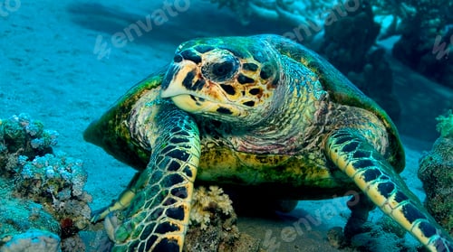 Preview: Hawksbill Turtle, Red Sea, Egypt