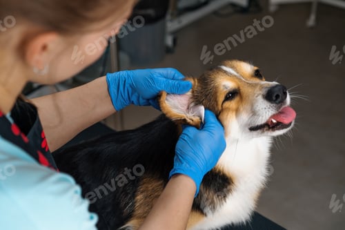 Preview: groomer carefully cleans the ears of a corgi dog with cotton wool in a professional salon hygiene