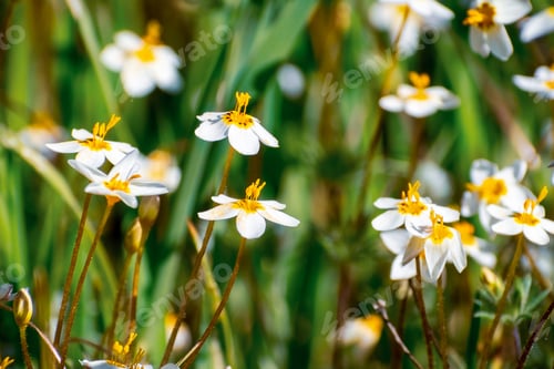 Preview: Variable Linanthus wildflowers