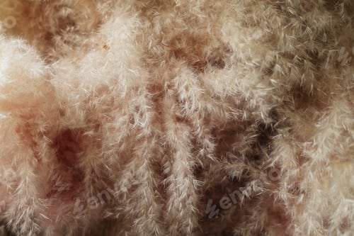 Preview: Macro shot of a muhly grass